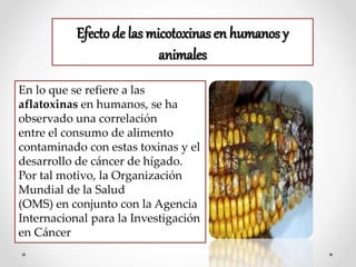 Efecto de las micotoxinas en humanos y
animales
En lo que se refiere a las
aflatoxinas en humanos, se ha
observado una correlación
entre el consumo de alimento
contaminado con estas toxinas y el
desarrollo de cáncer de hígado.
Por tal motivo, la Organización
Mundial de la Salud
(OMS) en conjunto con la Agencia
Internacional para la Investigación
en Cáncer
 