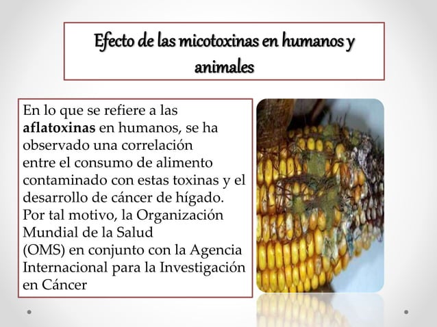 Efecto de las micotoxinas en humanos y animales.pptx