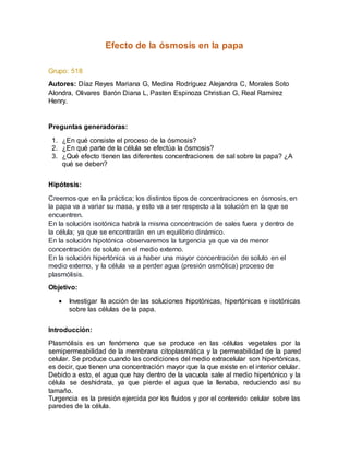 Efecto de la ósmosis en la papa 
Grupo: 518 
Autores: Díaz Reyes Mariana G, Medina Rodríguez Alejandra C, Morales Soto 
Alondra, Olivares Barón Diana L, Pasten Espinoza Christian G, Real Ramírez 
Henry. 
Preguntas generadoras: 
1. ¿En qué consiste el proceso de la ósmosis? 
2. ¿En qué parte de la célula se efectúa la ósmosis? 
3. ¿Qué efecto tienen las diferentes concentraciones de sal sobre la papa? ¿A 
qué se deben? 
Hipótesis: 
Creemos que en la práctica; los distintos tipos de concentraciones en ósmosis, en 
la papa va a variar su masa, y esto va a ser respecto a la solución en la que se 
encuentren. 
En la solución isotónica habrá la misma concentración de sales fuera y dentro de 
la célula; ya que se encontrarán en un equilibrio dinámico. 
En la solución hipotónica observaremos la turgencia ya que va de menor 
concentración de soluto en el medio externo. 
En la solución hipertónica va a haber una mayor concentración de soluto en el 
medio externo, y la célula va a perder agua (presión osmótica) proceso de 
plasmólisis. 
Objetivo: 
 Investigar la acción de las soluciones hipotónicas, hipertónicas e isotónicas 
sobre las células de la papa. 
Introducción: 
Plasmólisis es un fenómeno que se produce en las células vegetales por la 
semipermeabilidad de la membrana citoplasmática y la permeabilidad de la pared 
celular. Se produce cuando las condiciones del medio extracelular son hipertónicas, 
es decir, que tienen una concentración mayor que la que existe en el interior celular. 
Debido a esto, el agua que hay dentro de la vacuola sale al medio hipertónico y la 
célula se deshidrata, ya que pierde el agua que la llenaba, reduciendo así su 
tamaño. 
Turgencia es la presión ejercida por los fluidos y por el contenido celular sobre las 
paredes de la célula. 
 