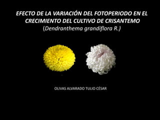 EFECTO DE LA VARIACIÓN DEL FOTOPERIODO EN EL
   CRECIMIENTO DEL CULTIVO DE CRISANTEMO
         (Dendranthema grandiflora R.)




            OLIVAS ALVARADO TULIO CÉSAR
 