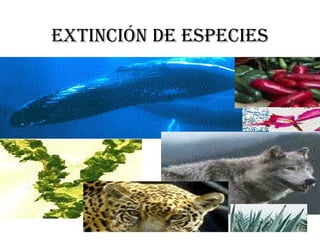 EXTINCIÓN DE ESPECIES
 