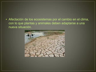• Afectación de los ecosistemas por el cambio en el clima,
con lo que plantas y animales deben adaptarse a una
nueva situación.
 