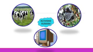 ACTIVIDAD
HUMANA
 