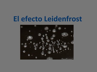 El efecto Leidenfrost
 