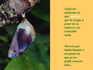 Llegó un momento en que  pareció  que la oruga, a pesar de su esfuerzo, no avanzaba nada. Parecía que había llegado a un punto en que ya no podía avanzar más... 