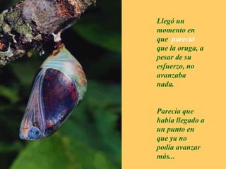 Llegó un momento en que  pareció que la oruga, a pesar de su esfuerzo, no avanzaba nada.Parecía que había llegado a un punto en que ya no podía avanzar más...