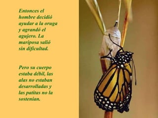 Entonces el hombre decidió ayudar a la oruga y agrandó el agujero. La mariposa salió sin dificultad.Pero su cuerpo estaba débil, las alas no estaban desarrolladas y las patitas no la sostenían.
