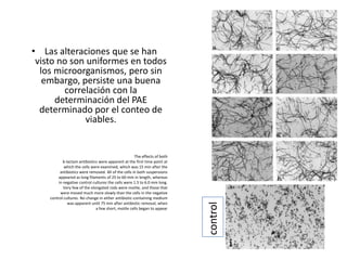 • Las alteraciones que se han
 visto no son uniformes en todos
  los microorganismos, pero sin
   embargo, persiste una buena
        correlación con la
      determinación del PAE
  determinado por el conteo de
              viables.


                                                      The effects of both
            b-lactam antibiotics were apparent at the first time point at
            which the cells were examined, which was 15 min after the
          antibiotics were removed. All of the cells in both suspensions
        appeared as long filaments of 25 to 60 mm in length, whereas
         in negative control cultures the cells were 1.5 to 6.0 mm long.
            Very few of the elongated rods were motile, and those that
          were moved much more slowly than the cells in the negative
    control cultures. No change in either antibiotic-containing medium
               was apparent until 75 min after antibiotic removal, when

                                                                            control
                               a few short, motile cells began to appear
 
