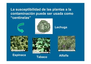 La susceptibilidad de las plantas a la
contaminación puede ser usada como
“centinelas”

                          Lechuga




 Espinaca                    Alfalfa
               Tabaco
 