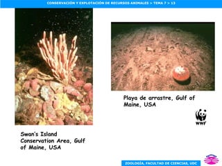 Swan’s Island Conservation Area, Gulf of Maine, USA Playa de arrastre, Gulf of Maine, USA 