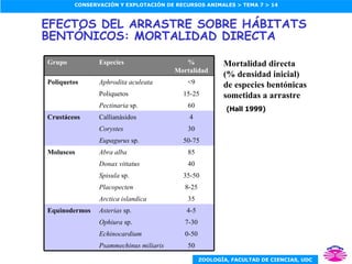 EFECTOS DEL ARRASTRE SOBRE HÁBITATS BENTÓNICOS: MORTALIDAD DIRECTA 50 Psammechinus miliaris 0-50 Echinocardium 7-30 Ophiura  sp. 4-5 Asterias  sp. Equinodermos 35 Arctica islandica 8-25 Placopecten 35-50 Spisula  sp. 40 Donax vittatus 85 Abra alba Moluscos 50-75 Eupagurus  sp. 30 Corystes 4 Callianásidos Crustáceos 60 Pectinaria  sp. 15-25 Poliquetos <9 Aphrodita aculeata Poliquetos % Mortalidad Especies Grupo (Hall 1999) Mortalidad directa (% densidad inicial) de especies bentónicas sometidas a arrastre 