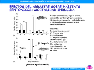 EFECTOS DEL ARRASTRE SOBRE HÁBITATS BENTÓNICOS: MORTALIDAD INDUCIDA Cambio en el número y tipo de presas consumidas por  Eutrigla gurnardus  (a) y  Merlangius merlangus  (b) recolectados antes y 3 h después de pesca con un arte de arrastre comercial PRESAS: L:  Liocarcinus depurator C:  Crangon  spp. P:  Pandalus  spp. A:  Ampelisca spinipes M:  Macropodia  spp. CL:  Callyonimus  spp. PL: poliquetos AM:  Ammodytes  sp. SU: gónadas de erizo O: otros (Kaiser & Spencer 1994) Antes 3h después 