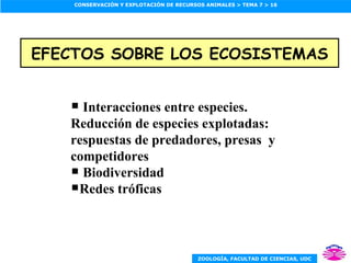 EFECTOS SOBRE LOS ECOSISTEMAS Interacciones entre especies.  Reducción de especies explotadas: respuestas de predadores, presas  y competidores Biodiversidad Redes tróficas 