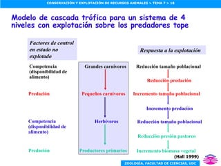 Modelo de cascada trófica para un sistema de 4 niveles con explotación sobre los predadores tope Reducción tamaño poblacional Respuesta a la explotación (Hall 1999) Productores primarios Grandes carnívoros Incremento tamaño poblacional Reducción predación Incremento biomasa vegetal Reducción presión pastoreo Pequeños carnívoros Herbívoros Reducción tamaño poblacional Incremento predación Competencia (disponibilidad de alimento) Predación Competencia (disponibilidad de alimento) Predación Factores de control en estado no explotado 