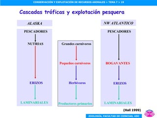 Cascadas tróficas y explotación pesquera (Hall 1999) Productores primarios Grandes carnívoros Pequeños carnívoros Herbívoros NW ATLANTICO LAMINARIALES PESCADORES ERIZOS BOGAVANTES ALASKA LAMINARIALES NUTRIAS ERIZOS PESCADORES 