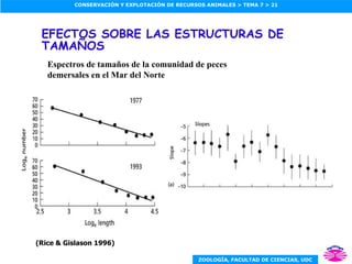 EFECTOS SOBRE LAS ESTRUCTURAS DE TAMAÑOS Espectros de tamaños de la comunidad de peces demersales en el Mar del Norte (Rice & Gislason 1996) 