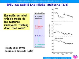 EFECTOS SOBRE LAS REDES TRÓFICAS (2/3) Evolución del nivel trófico medio de las capturas mundiales: “Fishing down food webs” (Pauly et al. 1998; basado en datos de FAO) 1. Productores primarios 4. Grandes carnívoros 3. Pequeños carnívoros 2. Herbívoros Nivel trófico 