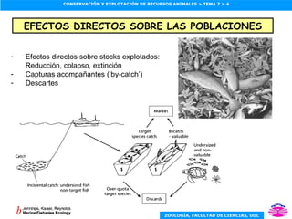 EFECTOS DIRECTOS SOBRE LAS POBLACIONES Efectos directos sobre stocks explotados: Reducción, colapso, extinción Capturas acompañantes (‘by-catch’) Descartes 