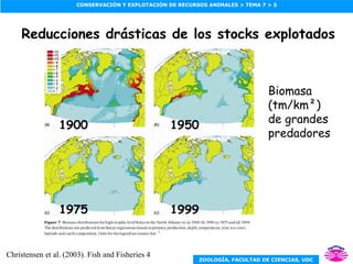 Christensen et al. (2003). Fish and Fisheries 4 Reducciones drásticas de los stocks explotados 1900 1950 1975 1999 Biomasa (tm/km²) de grandes predadores 