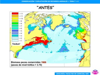 Biomasa peces comerciales  1900 (peces de nivel trófico > 3.75) Tm/km 2 “ ANTES” 