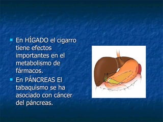 En HÍGADO el cigarro tiene efectos importantes en el metabolismo de fármacos.  En PÁNCREAS El tabaquismo se ha asociado con cáncer del páncreas.  
