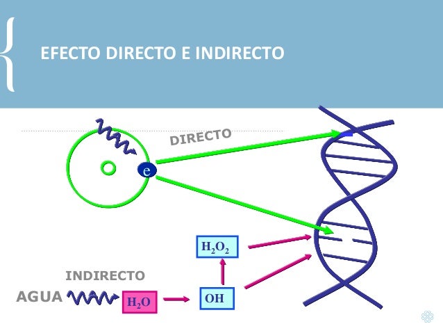 Efectos biologicos de las radiaciones ionizantes