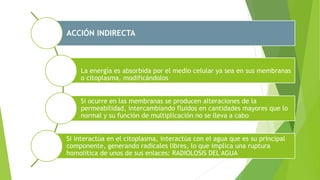 ACCIÓN INDIRECTA
La energía es absorbida por el medio celular ya sea en sus membranas
o citoplasma, modificándolos
Si ocurre en las membranas se producen alteraciones de la
permeabilidad, intercambiando fluidos en cantidades mayores que lo
normal y su función de multiplicación no se lleva a cabo
Si interactúa en el citoplasma, interactúa con el agua que es su principal
componente, generando radicales libres, lo que implica una ruptura
homolítica de unos de sus enlaces: RADIOLOSIS DEL AGUA
 