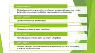 • Células intermitóticas vegetativas, son las más sensibles del organismo: células
de la epidermis, criptas intestinales, espermatagonias, eritroblastos
Primera categoría
• Células intermitóticas diferenciadas
Segunda categoría
• Células endoteliales de vasos sanguíneos
Tercera categoría
• Postmitóticas reversibles, como las renales y hepáticas
Cuarta categoría
• Postmitóticas fijas, y son mas radioresistentes como las nerviosas, musculares,
eritrocitos, espermatozoides
Quinta categoría
 