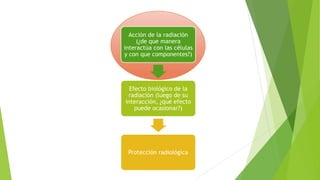 Acción de la radiación
(¿de que manera
interactúa con las células
y con que componentes?)
Efecto biológico de la
radiación (luego de su
interacción, ¿qué efecto
puede ocasionar?)
Protección radiológica
 