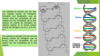 Las cadenas se asocian una con otra
por enlaces puente de hidrógeno
formando una bicatenaria, que se
forman entre los nucleótidos de una
cadena con los nucleótidos de la otra
cadena. El puente de hidrógeno se
efectúa cuando la G forma enlace
puente de hidrógeno con la C, la A con
la T
Las cadenas se asocian una con otra por
enlaces puente de hidrógeno que se
forman entre los nucleótidos de una
cadena con los nucleótidos de la otra
cadena
 