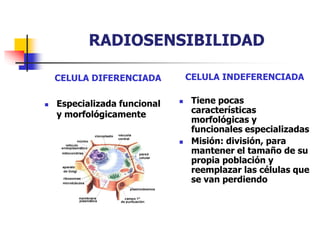 RADIOSENSIBILIDAD
CELULA DIFERENCIADA
 Especializada funcional
y morfológicamente
CELULA INDEFERENCIADA
 Tiene pocas
características
morfológicas y
funcionales especializadas
 Misión: división, para
mantener el tamaño de su
propia población y
reemplazar las células que
se van perdiendo
 