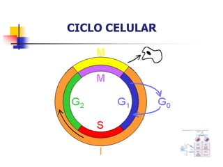 CICLO CELULAR
 