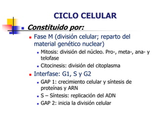 CICLO CELULAR
 Constituido por:
 Fase M (división celular; reparto del
material genético nuclear)
 Mitosis: división del núcleo. Pro-, meta-, ana- y
telofase
 Citocinesis: división del citoplasma
 Interfase: G1, S y G2
 GAP 1: crecimiento celular y síntesis de
proteínas y ARN
 S – Síntesis: replicación del ADN
 GAP 2: inicia la división celular
 