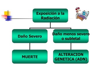 Exposición a la
Radiación
Daño Severo
Daño menos severo
o subletal
MUERTE
ALTERACION
GENETICA (ADN)
 