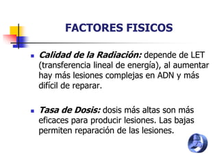 FACTORES FISICOS
 Calidad de la Radiación: depende de LET
(transferencia lineal de energía), al aumentar
hay más lesiones complejas en ADN y más
difícil de reparar.
 Tasa de Dosis: dosis más altas son más
eficaces para producir lesiones. Las bajas
permiten reparación de las lesiones.
 
