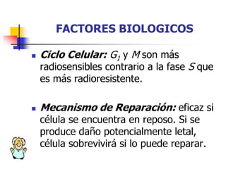 FACTORES BIOLOGICOS
 Ciclo Celular: G1 y M son más
radiosensibles contrario a la fase S que
es más radioresistente.
 Mecanismo de Reparación: eficaz si
célula se encuentra en reposo. Si se
produce daño potencialmente letal,
célula sobrevivirá si lo puede reparar.
 