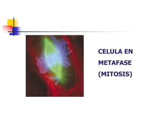 CELULA EN
METAFASE
(MITOSIS)
 