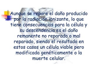 Aunque se repare el daño producido
por la radiación ionizante, lo que
tiene consecuencias para la célula y
su descendencia es el daño
remanente no reparado o mal
reparado, siendo el resultado en
estos casos un célula viable pero
modificada genéticamente o la
muerte celular.
 