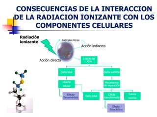 CONSECUENCIAS DE LA INTERACCION
DE LA RADIACION IONIZANTE CON LOS
COMPONENTES CELULARES
Lesión del
ADN
Daño letal
Muerte
celular
Efecto
Determinista
Daño subletal
Mecanismos
de reparación
Daño letal
Célula
transformada
Efecto
Estocástico
Célula
normal
Radiación
ionizante
Radicales libres
Acción indirecta
Acción directa
 