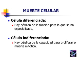MUERTE CELULAR
 Célula diferenciada:
 Hay pérdida de la función para la que se ha
especializado.
 Célula indiferenciada:
 Hay pérdida de la capacidad para proliferar o
muerte mitótica.
 