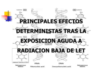 PRINCIPALES EFECTOS
DETERMINISTAS TRAS LA
EXPOSICION AGUDA A
RADIACION BAJA DE LET
 