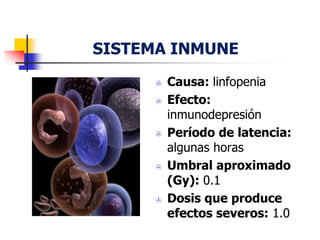 SISTEMA INMUNE
 Causa: linfopenia
 Efecto:
inmunodepresión
 Período de latencia:
algunas horas
 Umbral aproximado
(Gy): 0.1
 Dosis que produce
efectos severos: 1.0
 