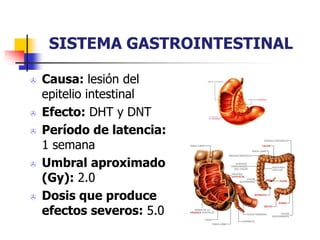 SISTEMA GASTROINTESTINAL
 Causa: lesión del
epitelio intestinal
 Efecto: DHT y DNT
 Período de latencia:
1 semana
 Umbral aproximado
(Gy): 2.0
 Dosis que produce
efectos severos: 5.0
 