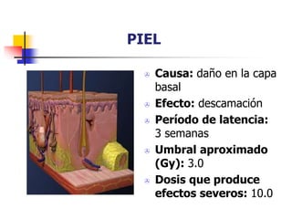 PIEL
 Causa: daño en la capa
basal
 Efecto: descamación
 Período de latencia:
3 semanas
 Umbral aproximado
(Gy): 3.0
 Dosis que produce
efectos severos: 10.0
 