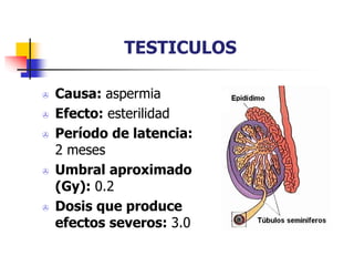 TESTICULOS
 Causa: aspermia
 Efecto: esterilidad
 Período de latencia:
2 meses
 Umbral aproximado
(Gy): 0.2
 Dosis que produce
efectos severos: 3.0
 