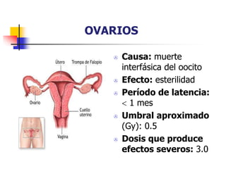 OVARIOS
 Causa: muerte
interfásica del oocito
 Efecto: esterilidad
 Período de latencia:
 1 mes
 Umbral aproximado
(Gy): 0.5
 Dosis que produce
efectos severos: 3.0
 