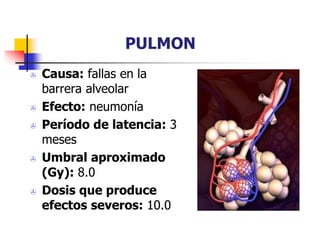 PULMON
 Causa: fallas en la
barrera alveolar
 Efecto: neumonía
 Período de latencia: 3
meses
 Umbral aproximado
(Gy): 8.0
 Dosis que produce
efectos severos: 10.0
 
