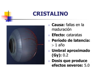 CRISTALINO
 Causa: fallas en la
maduración
 Efecto: cataratas
 Período de latencia:
 1 año
 Umbral aproximado
(Gy): 0.2
 Dosis que produce
efectos severos: 5.0
 