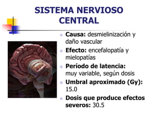 SISTEMA NERVIOSO
CENTRAL
 Causa: desmielinización y
daño vascular
 Efecto: encefalopatía y
mielopatías
 Período de latencia:
muy variable, según dosis
 Umbral aproximado (Gy):
15.0
 Dosis que produce efectos
severos: 30.5
 