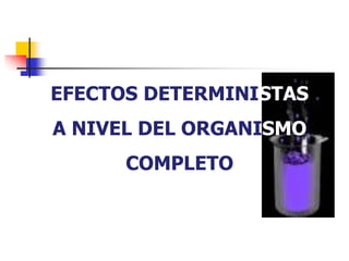 EFECTOS DETERMINISTAS
A NIVEL DEL ORGANISMO
COMPLETO
 